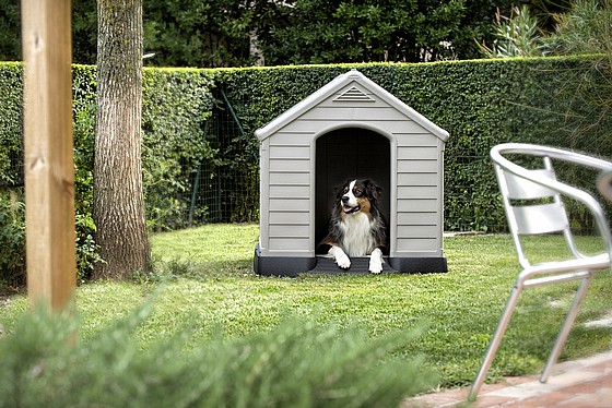 ����� ���� DOG HOUSE ��� Keter