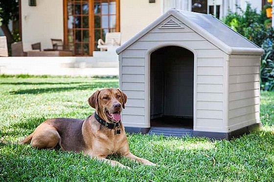 ����� ���� DOG HOUSE ��� Keter